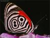 Eighty-eight Butterfly (Diaethria sp.)