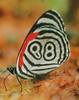 Eighty-eight Butterfly (Diaethria sp.)