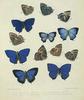 Unidentified Blue Butterfly