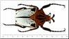 African Goliath Beetle (Goliathus sp.)