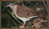 Key West Quail-Dove (Geotrygon chrysia)