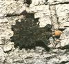 Bark Bug (Aradidae)