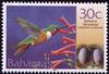 Bahama Woodstar Hummingbird (Calliphlox evelynae)
