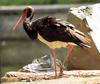 [남한 천연기념물 제200호] 먹황새 (Black Stork)