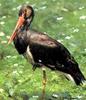 먹황새 (black stork/Ciconia nigra)