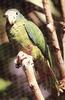 Hispaniolan Parrot (Amazona ventralis)