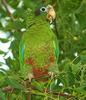 Hispaniolan Parrot (Amazona ventralis)