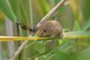 어린 멧밭쥐 Micromys minutus (Eurasian harvest mouse)
