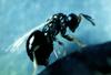 Jewel Wasp (Nasonia vitripennis)