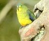 Orange-bellied Parrot (Neophema chrysogaster)