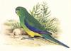 Orange-bellied Parrot (Neophema chrysogaster)
