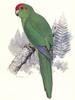 Red-crowned Parakeet subspecies Norfolk Island Parakeet (Cyanoramphus novaezelandiae cookii)