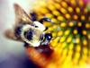 Carpenter Bee (Xylocopa virginica)