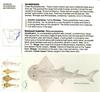 Sharkfin Guitarfish (Rhina ancylostoma)