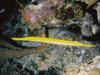 Chinese Trumpetfish (Aulostomus chinensis)
