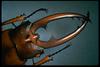 Metopodontus blanchardi (Two-spotted Stag Beetle)
