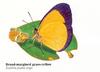 Broad-margined Grass-Yellow Butterfly(Eurema puella virgo)