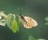상제나비 Aporia crataegi (Black-veined White Butterfly)