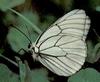 상제나비 Aporia crataegi (Black-veined White Butterfly)