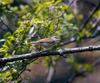 되솔새 Phylloscopus tenellipes (pale-legged leaf-warbler)