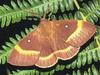 Oak Eggar Moth  (Lasiocampa quercus)