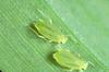 Greenbug (Schizaphis graminum)
