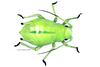Greenbug (Schizaphis graminum)