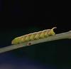 Caterpillar (Lepidoptera)