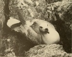 Northern fulmar (Fulmarus glacialis)