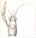 blue crayfish (Procambarus alleni)