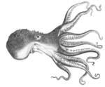 pale octopus (Octopus pallidus)