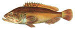 Dusky Grouper (Epinephelus marginatus)