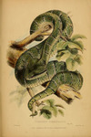 Bornean keeled green pit viper (Tropidolaemus subannulatus)