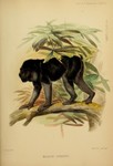 Booted Macaque (Macaca ochreata)