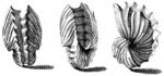 Argonauta hians, winged argonaut's eggcase depiction