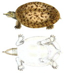 Florida softshell turtle (Apalone ferox)