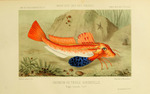 Tub gurnard (Chelidonichthys lucerna)