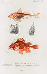 Tub gurnard (Chelidonichthys lucerna), Black scorpionfish (Scorpaena porcus)