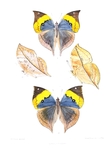 Orange oakleaf (Kallima inachus) wet season form