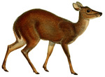 Red brocket deer (Mazama americana)