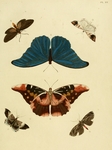 Rhetenor blue morpho (Morpho rhetenor), Macrodes cynara, Eudmoe arne, Pseudapistosia umber