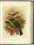 Silvereye (Zosterops lateralis), New Zealand bellbird (Anthornis melanura)