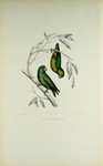 Spectacled parrotlet (Forpus conspicillatus)