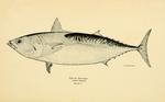 Frigate tuna, frigate mackerel, alagaduwa (Auxis thazard)