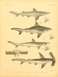 ... shark (Carcharhinus limbatus), Milk shark (Rhizoprionodon acutus), Winghead shark (Eusphyra blo...
