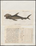 Squalus zygaena = Winghead shark (Eusphyra blochii)