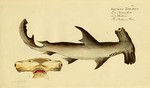 Smooth hammerhead shark (Sphyrna zygaena)