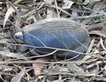 Yellow-bellied mud turtle (Pelusios castanoides)