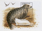 Caspian seal (Pusa caspica)
