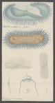 Velella mutica = Sea raft jellyfish (Velella velella)